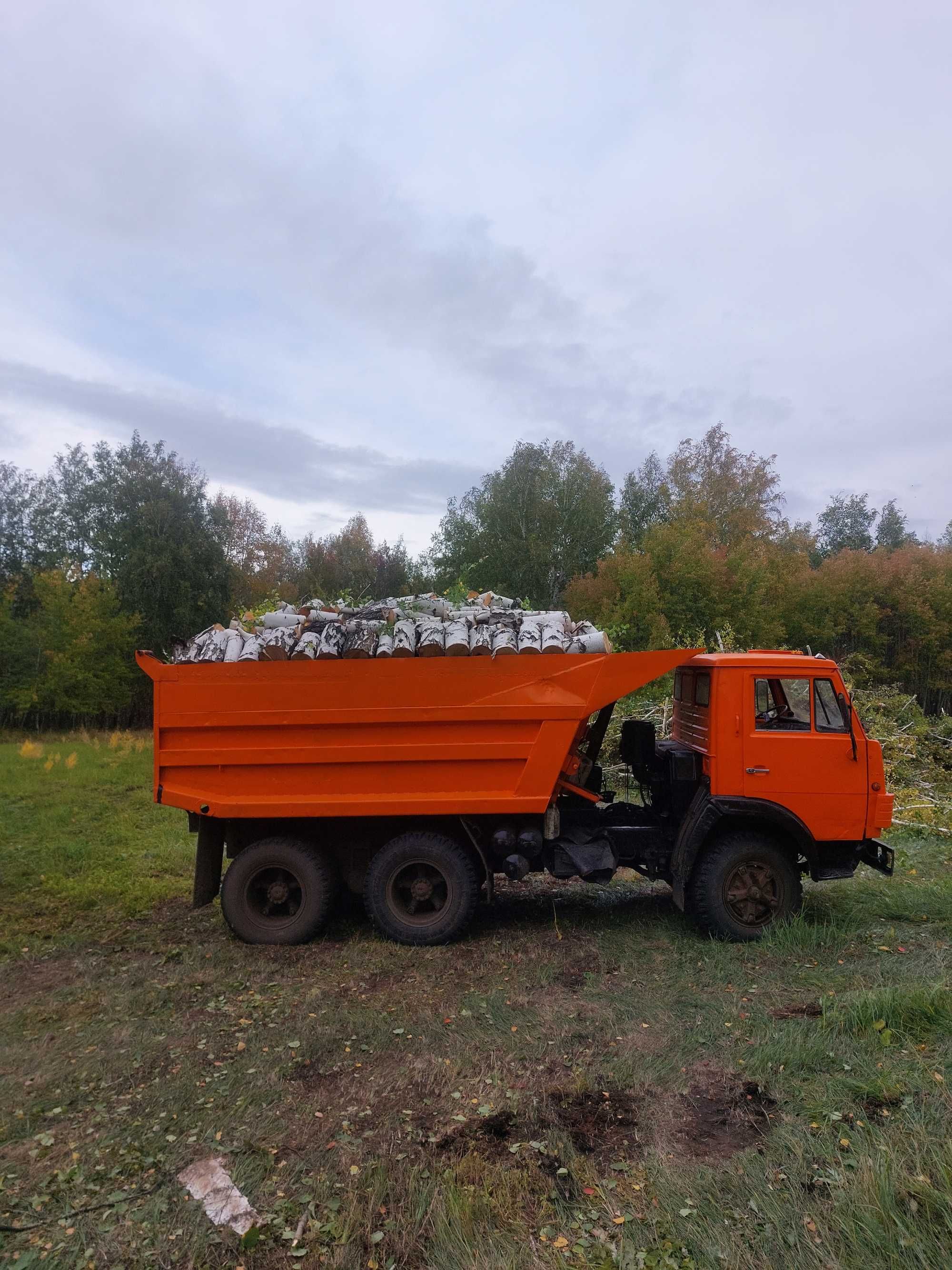 Дрова. Сырой, зелёный лес