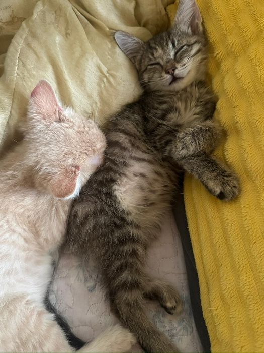 Сладкие котятки отдам в хорошие добрые  заботливые руки...