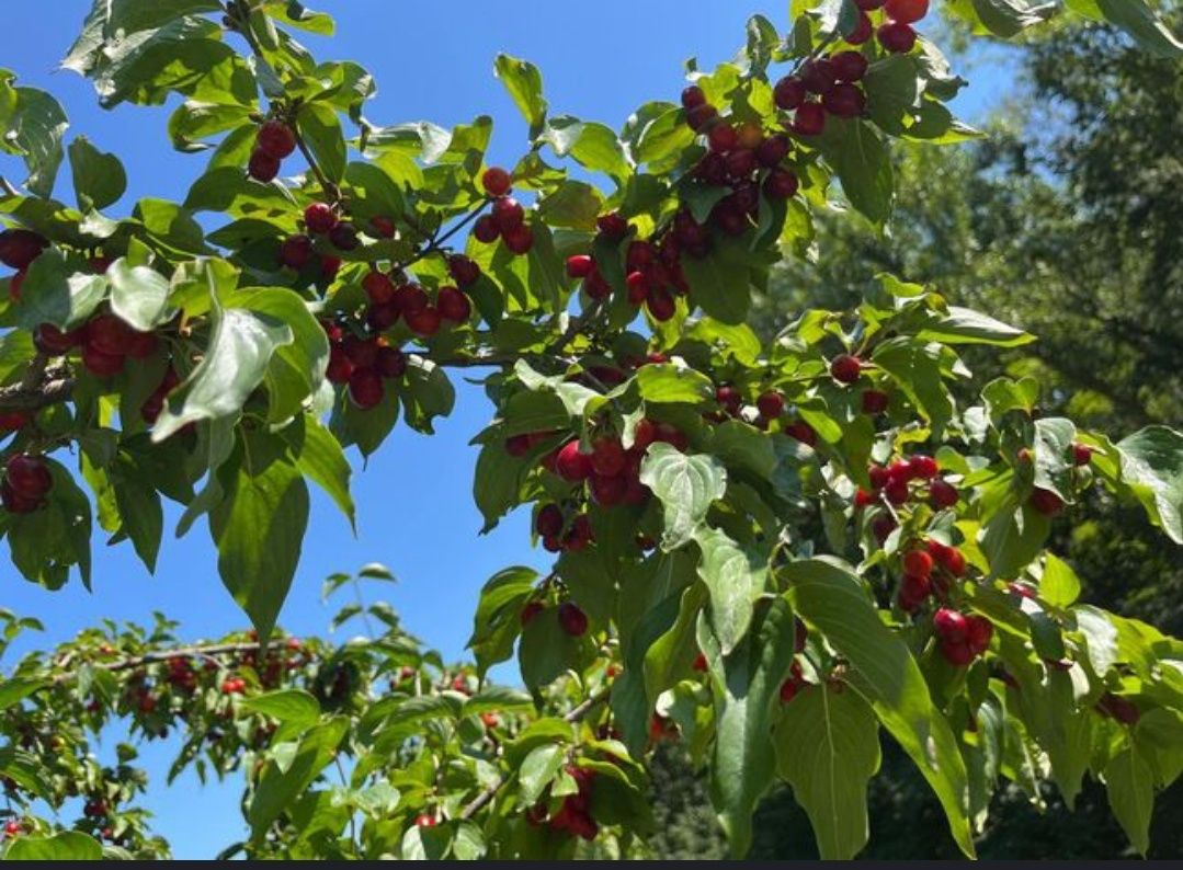 Vând coarne fructe de pădure