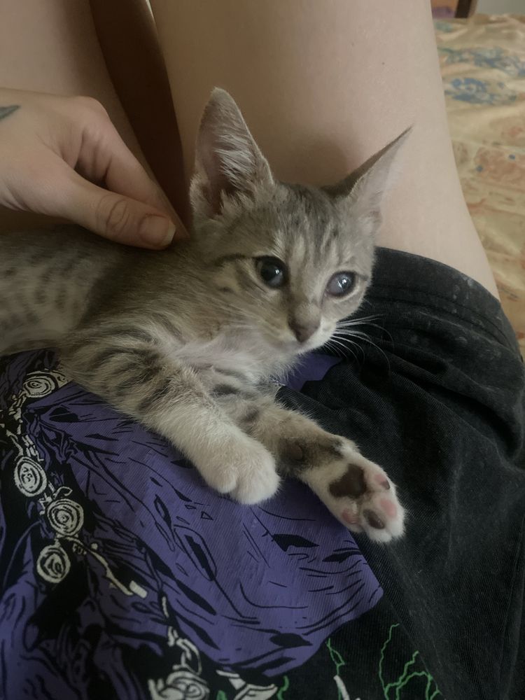 Котета за осиновяване