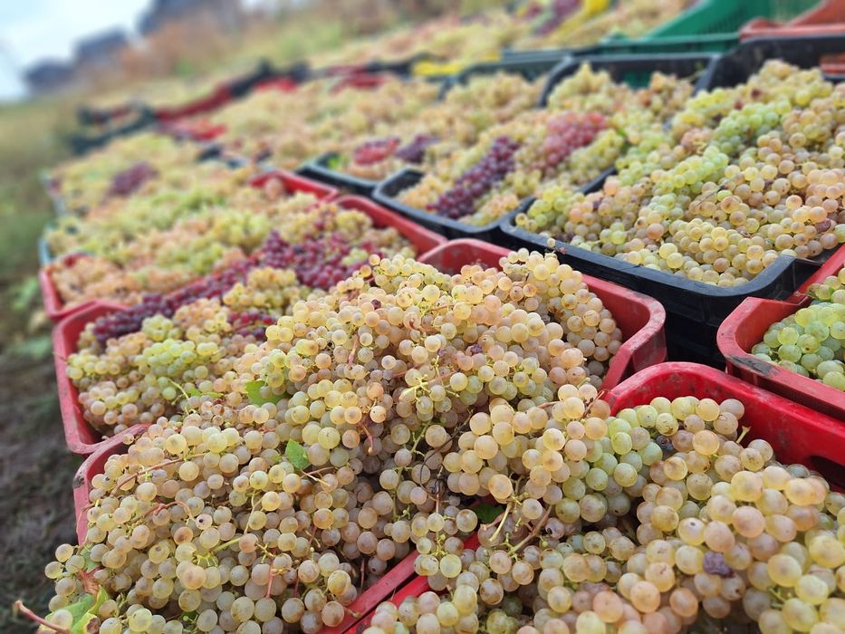 „Struguri pentru vin – preț producător 100%”