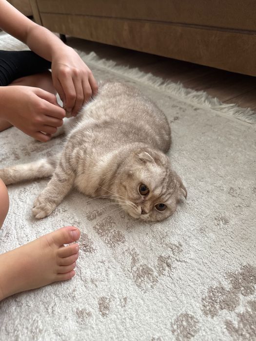 Отдам породистую кошечку в хорошие руки