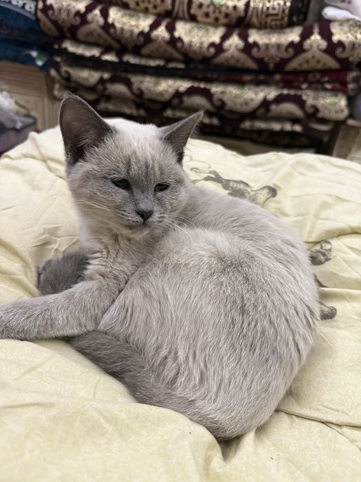Сиамский котенок 2 мес