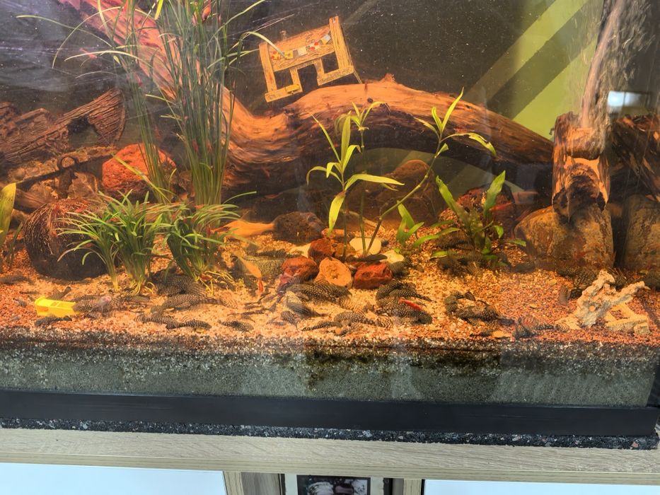 Pesti sanitari ancistrusi