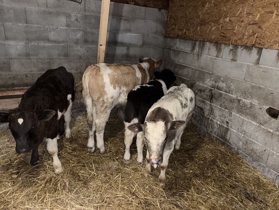 De vanzare taurasi belga si br