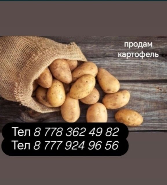 Продам картофель