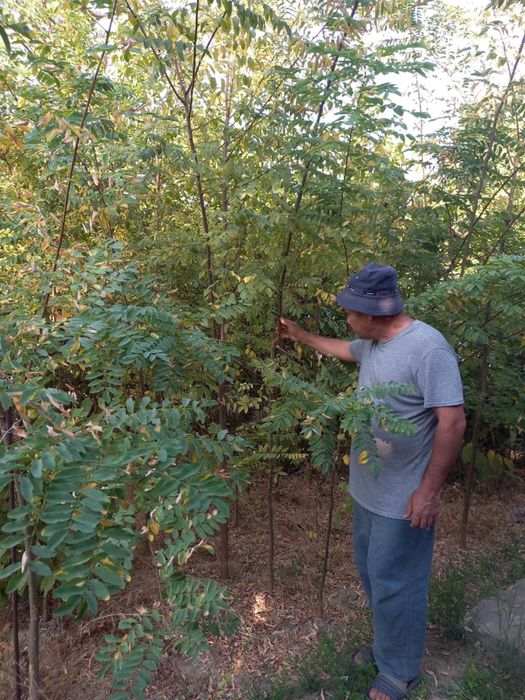 Акация (саженцы).