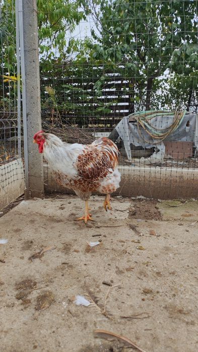 Cocos wyandotte Splash