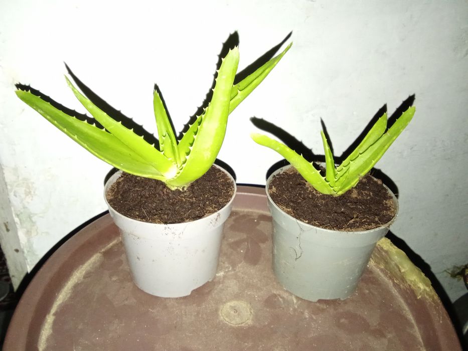 Vând flori de apartament.
De interior. Necesita un ghiveci mai