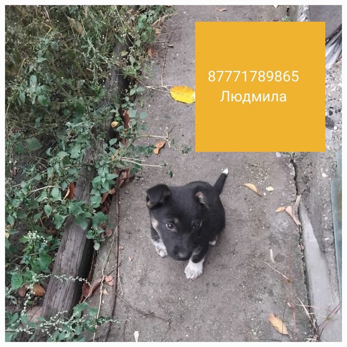 Отдам в хорошие руки