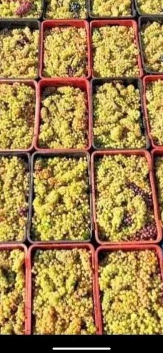 Vand struguri de vin