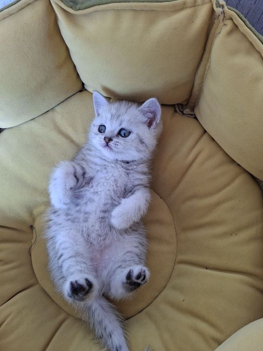 Серебристый шиншилл