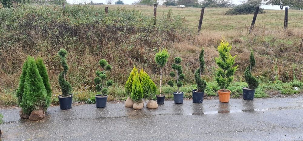 Tuia Copaci ornamentali