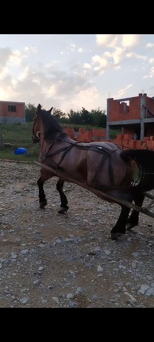 Iancu de vanzare cal de 4 ani cu acte