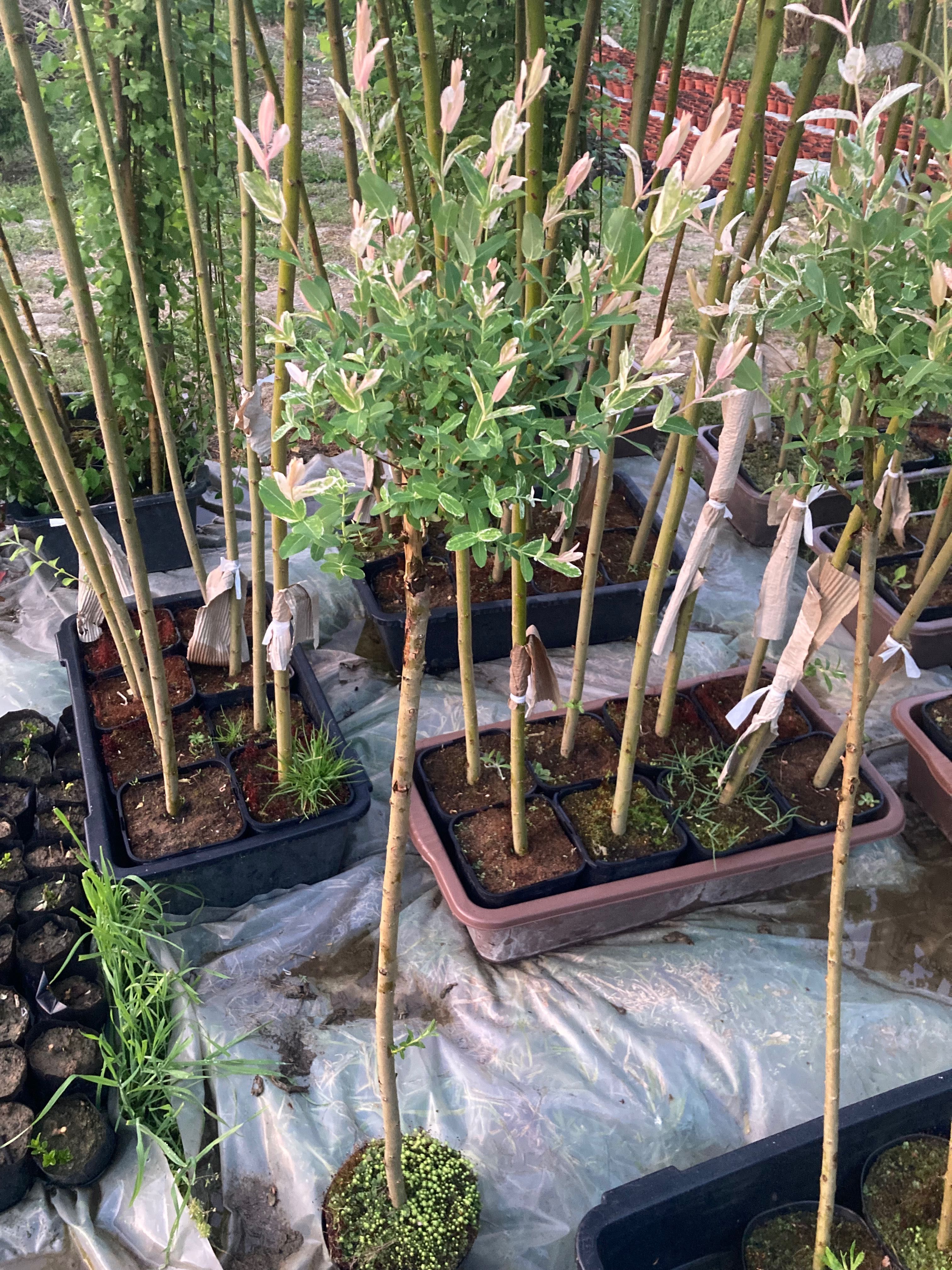 Японска върба Salix hakuro nishiki
