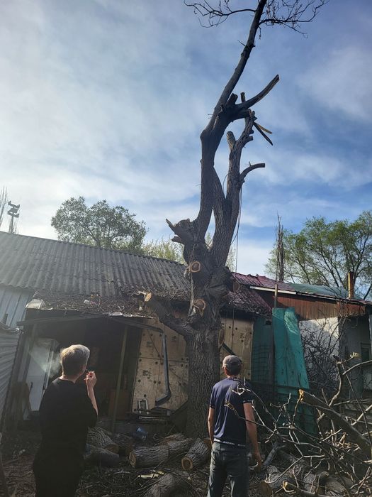 Спил распил деревьев обрезка плодовых деревьев