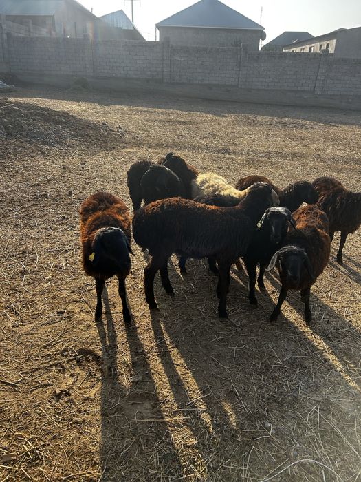 Токтылар бар 6 штук