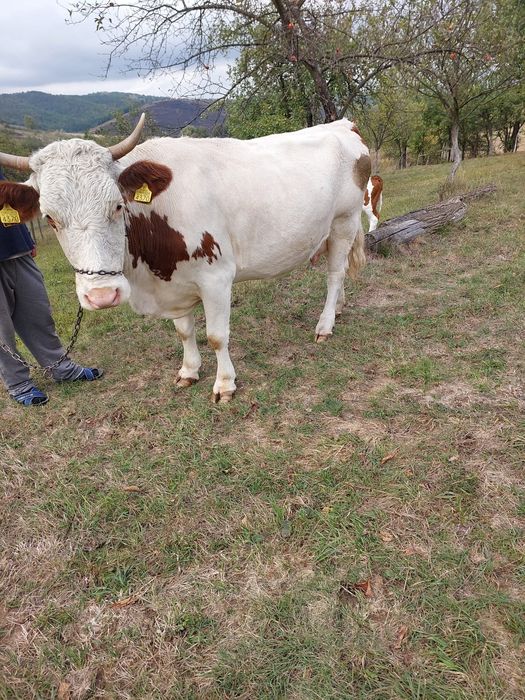Vând vaca a 3-a fătare Baltata Românească