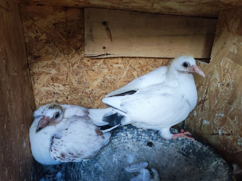 Pui Porumbei voiajori!