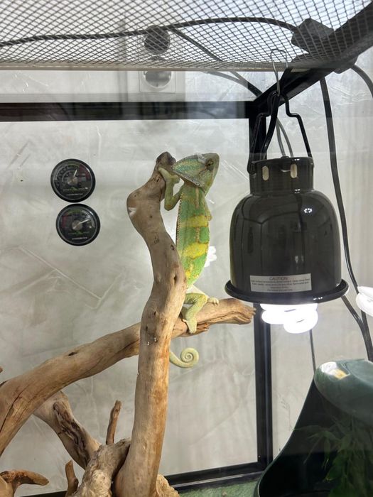 Продаю хамелеона с террариумом