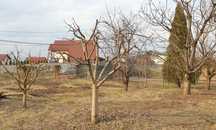 Toaletare pomi fructiferi