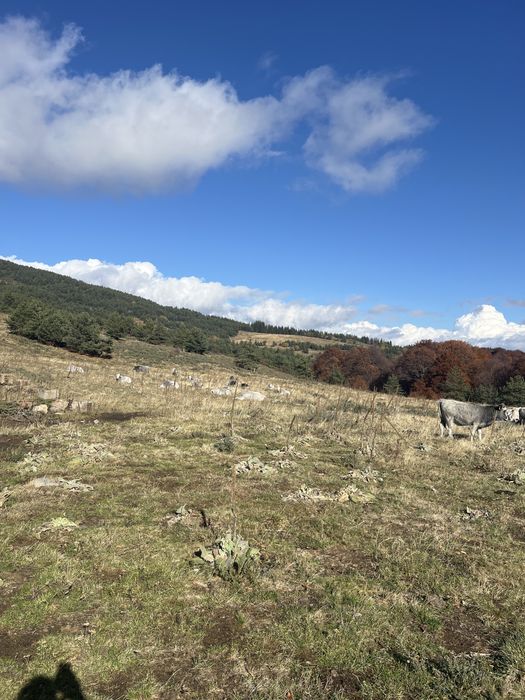 Продавам крави и женски телета сиво искърско