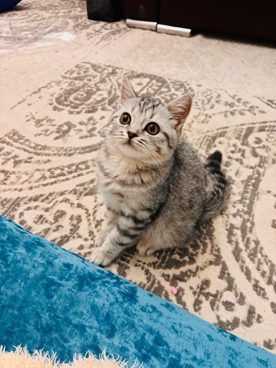 Кошка кошка кошка