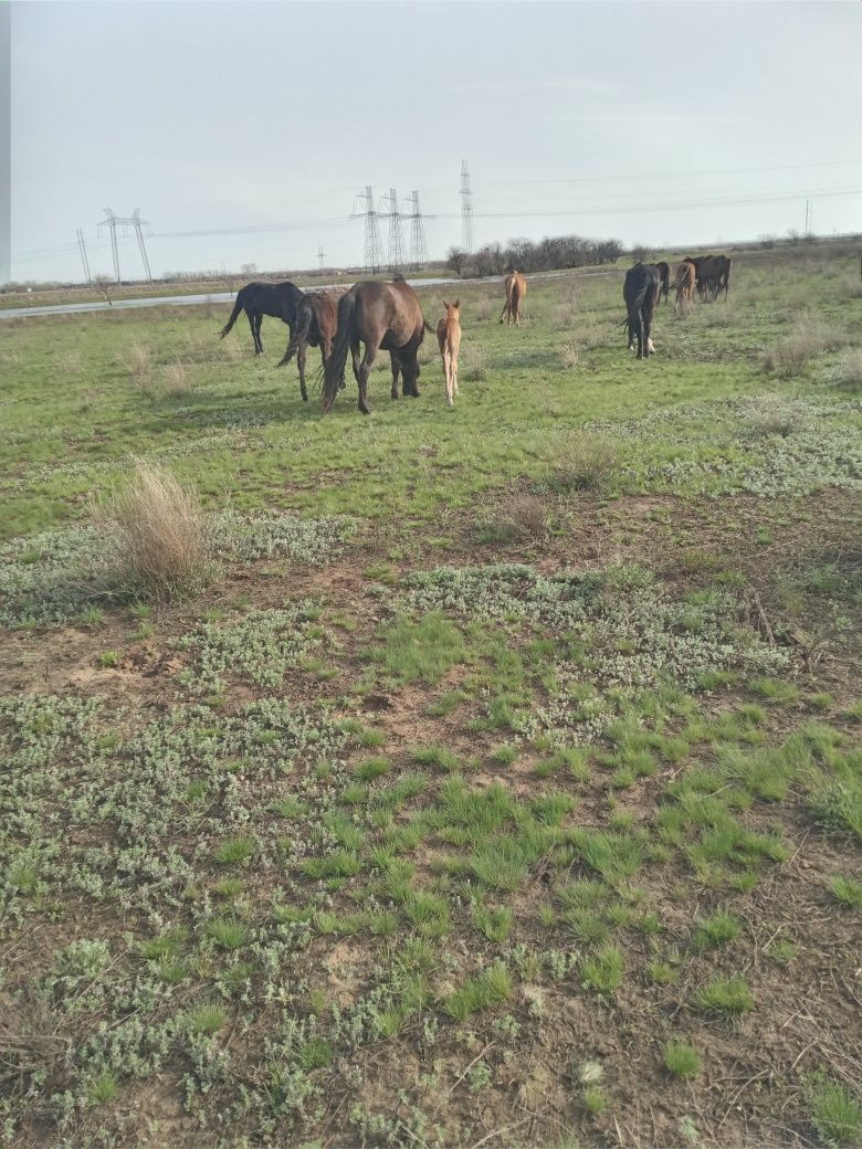 Продам кулынды бие сатылады сауын жуас