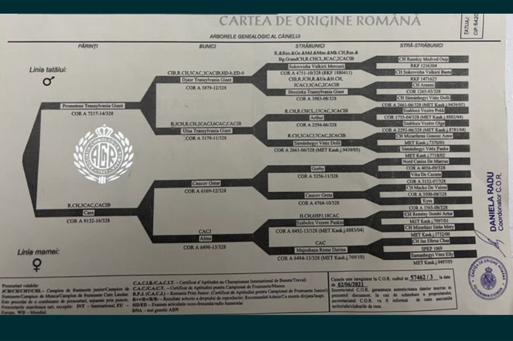 Ciobanesc caucazian