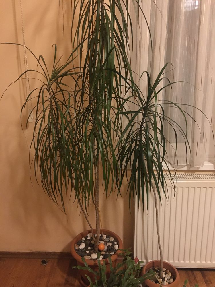 Floare Dracaena de vinzare