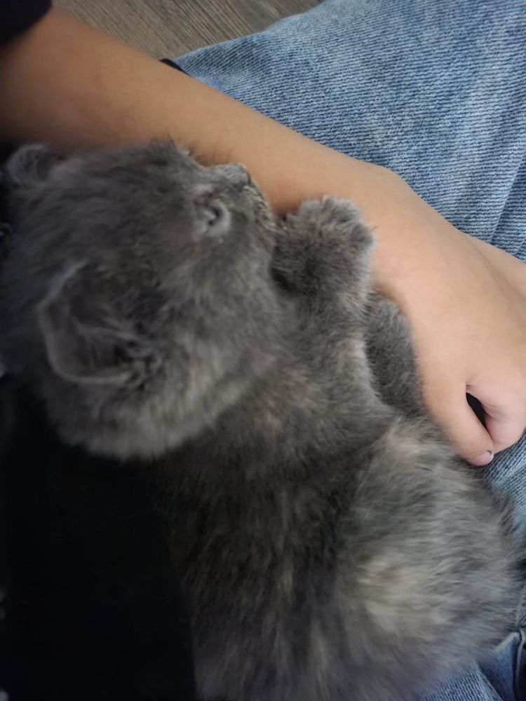 Котенок в добрые руки
