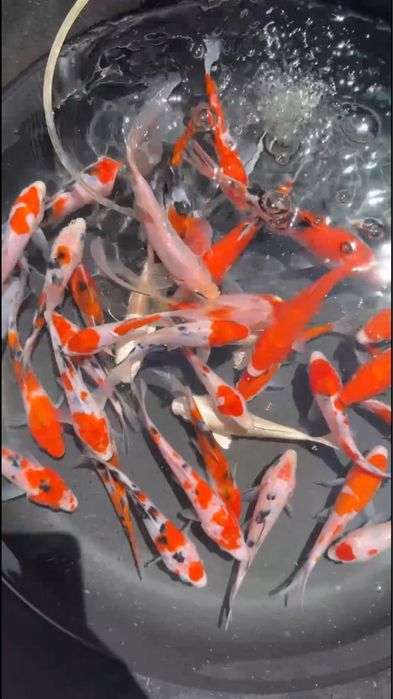 Рыбки для пруда ховуз учун баликлар коя кои