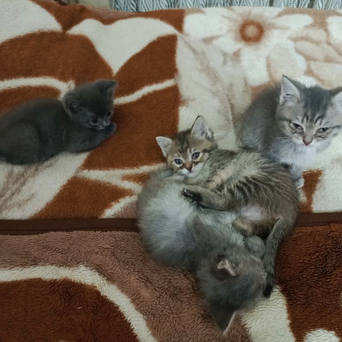 Ищем дом для подкидышей