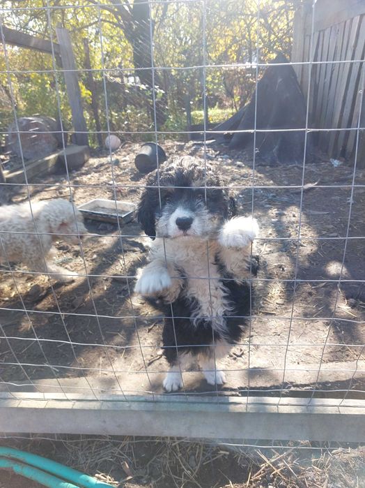 Femela Lagotto 2 luni