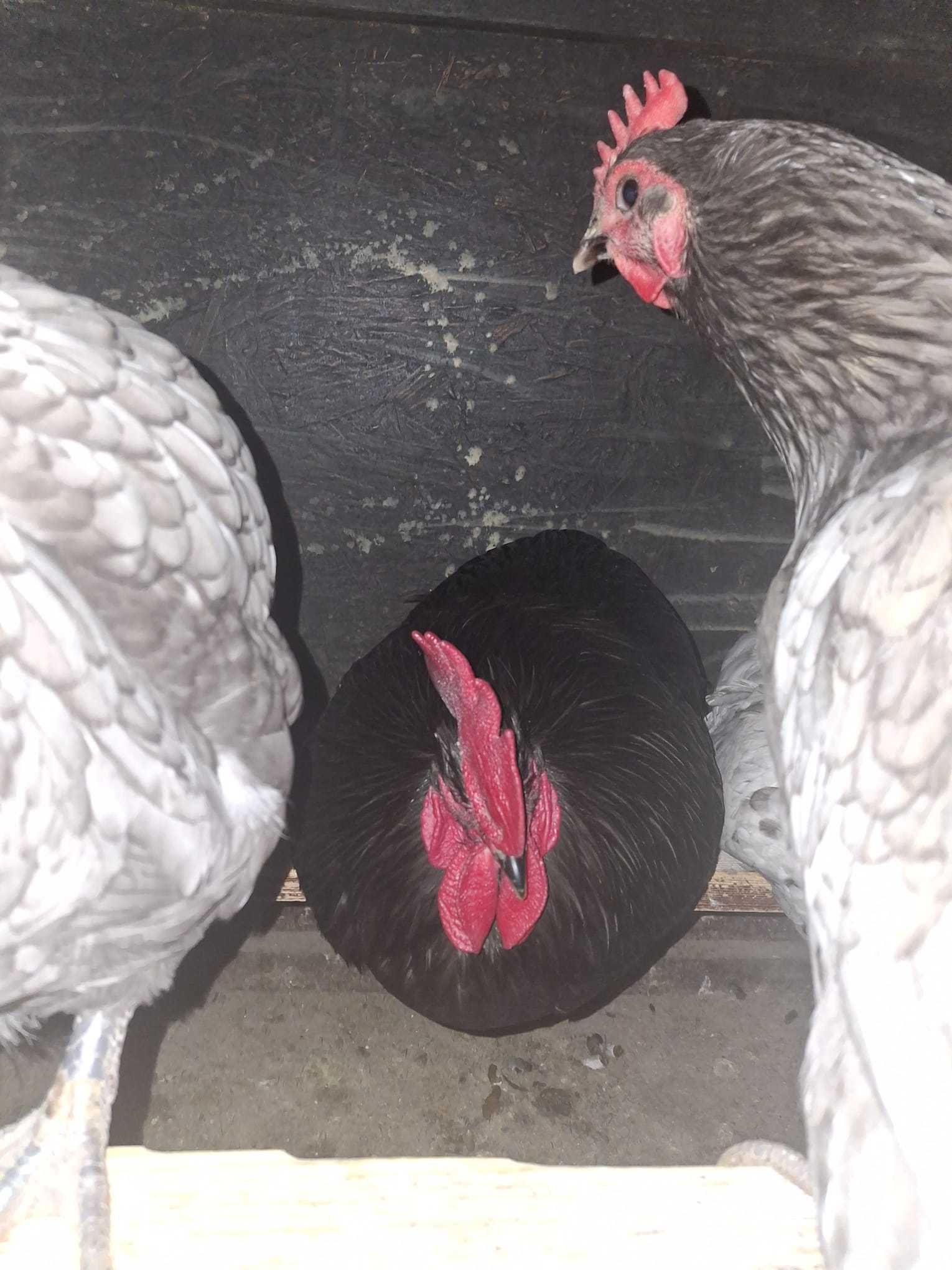 De vanzare oua incubat australorp si italian argintiu