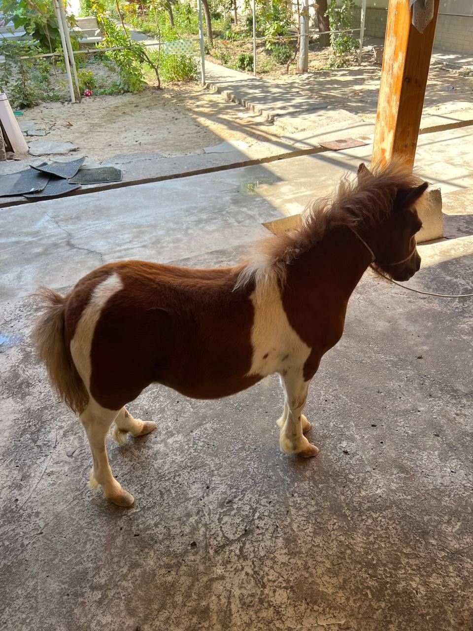 Poni ot sotiladi