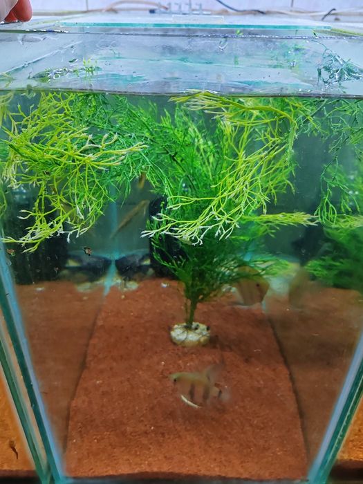 Planta artificiala de 70 cm înălțime cu greutate