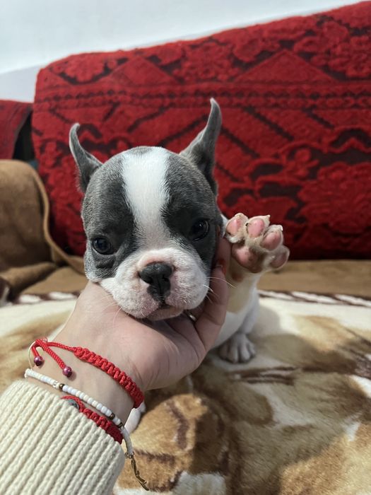 Bulldog francez