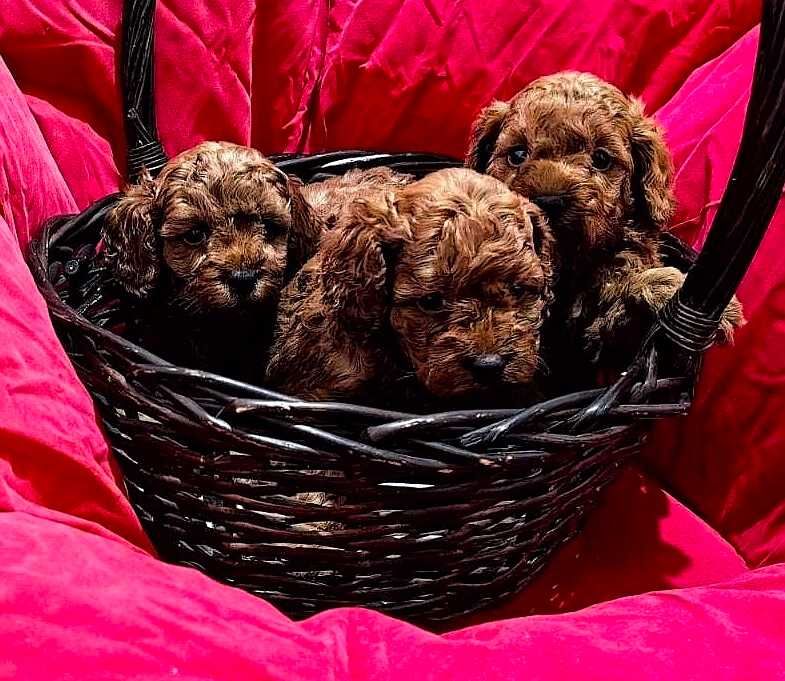 1 момче Той Пудел