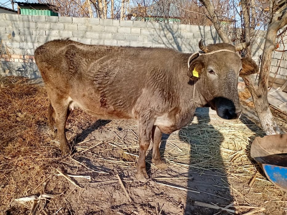 Буаз сүтті сиыр сатылады