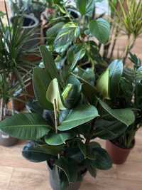 Комнатное растение Фикус эластика 1 метр