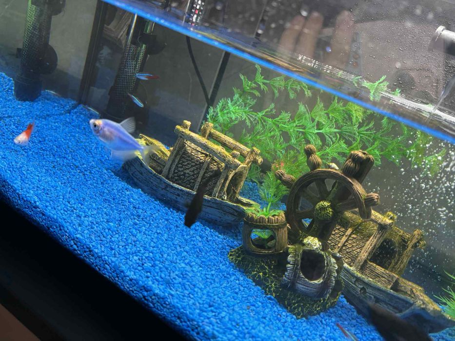 Acvariu pești/ reptile