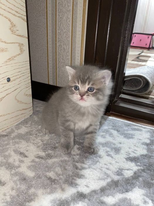 Котята  Скотиш смешани