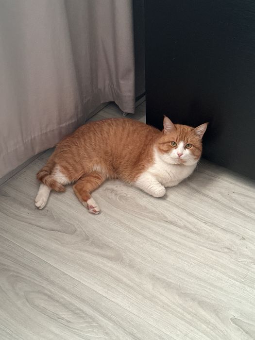 Квартирная передержка только для кошек