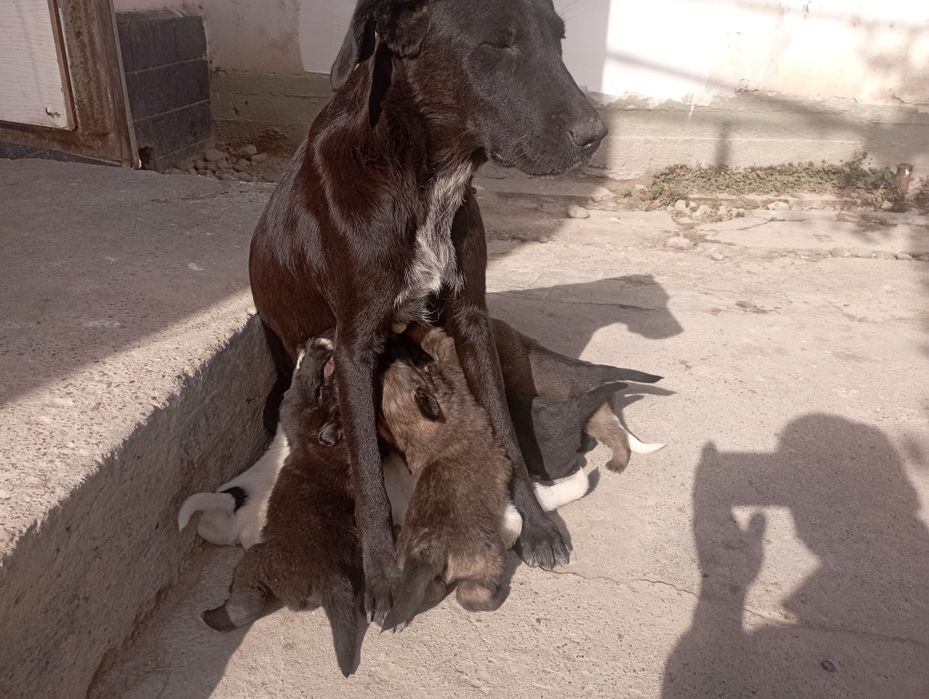 Адам в добрые руки щенят