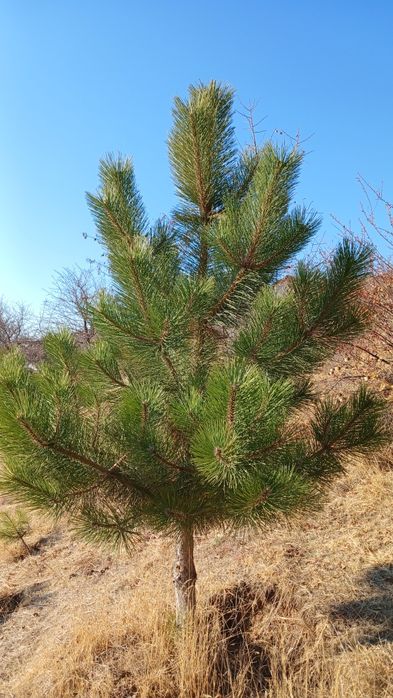 крим арча кучатлари сотилади