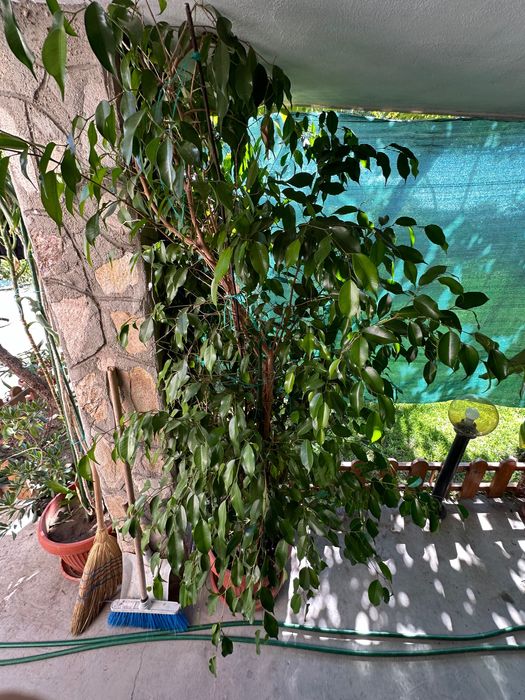 Бенджамини - 2 броя