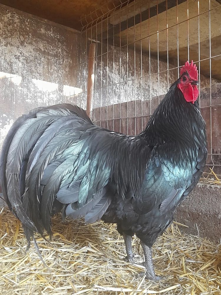 Vand pui de rasa Australorp Negru