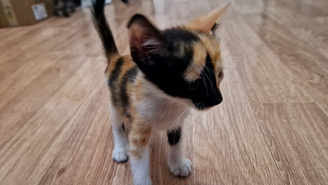 Котята бесплатно