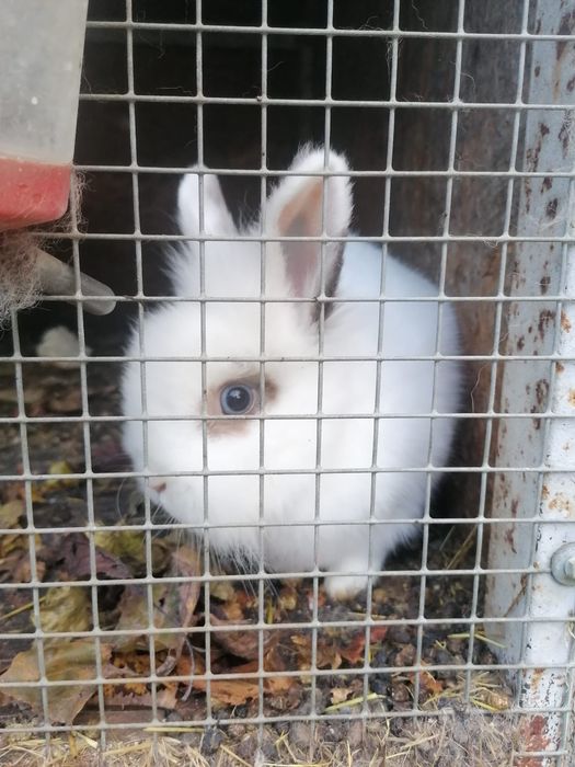 Iepurasi de companie